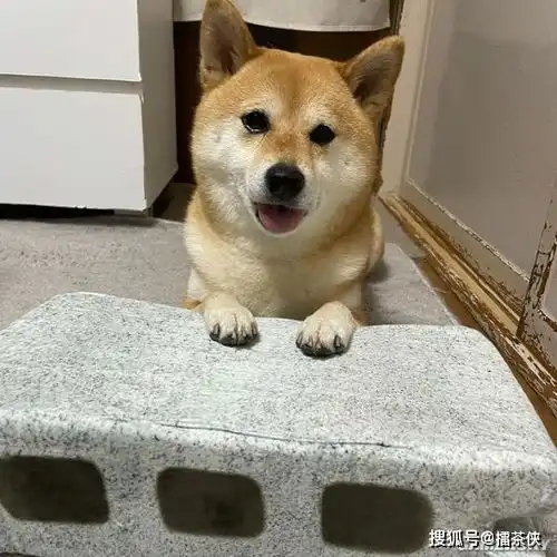 又一个柴犬表情包戏精汪星人堪比狗界影后