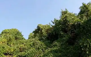 故事村上来了一个女乞丐,第二天村上少了一个17岁女子
