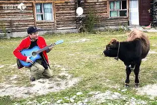 对牛弹琴