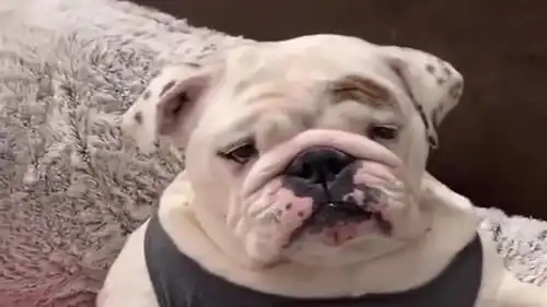 斗牛犬喜欢的狗也跟别人跑了,体重也增加了,太伤心了
