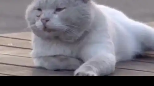猫咪狗子爆笑瞬间戏精附体,笑出十块腹肌1091

