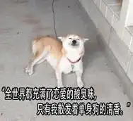 狗的搞笑图片表情包