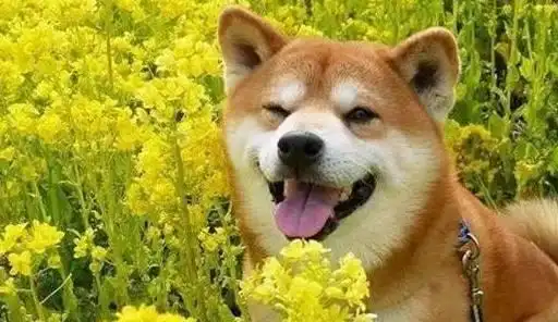 同样是土狗,为什么柴犬能靠微笑走红,柴犬颜值高怪我
