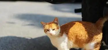 猫咪喜欢做的3个娱乐活动,一个对猫有危险,另一个对人有好处
