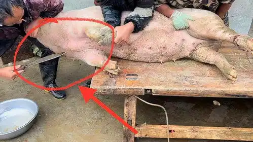 不愧是鄂南杀猪第一刀30年从未失过手刀法娴熟稳重让大家也看下
