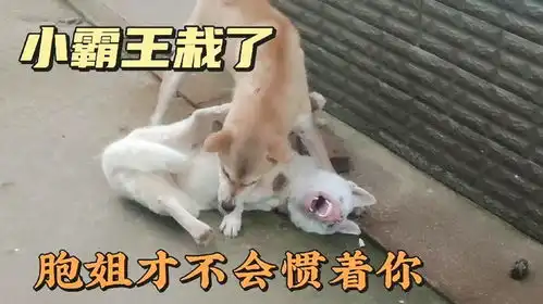 狗霸王小白这次遇上了硬茬,被胞姐狠狠地收拾了
