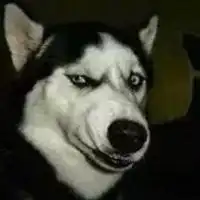 哈士奇图片搞笑头像