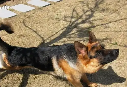 盘点德国牧羊犬的6大毛病,看你还养不养
