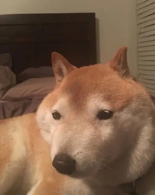 当狗狗的脸肿了,虽然很搞笑,但主人要了解原因带它看医生啊
