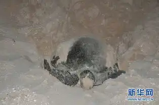 阿曼珍稀动物绿海龟产卵奇观高清组图
