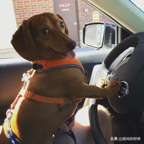 50张狗狗的搞笑图片,背后的故事承包了我一天的笑点
