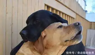 一组关于狗狗的搞笑图片,背后的故事承包了我一年的笑点
