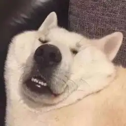 看狗狗睡觉时的奇葩表情
