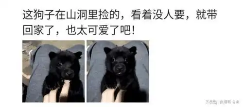 上山捡了条狗,感觉萌萌哒
