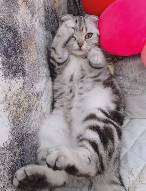 英国短毛猫和美国短毛猫的区别