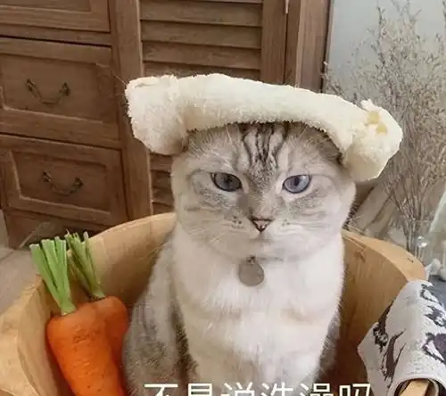 原来猫治百病不是假的,而是有科学依据的
