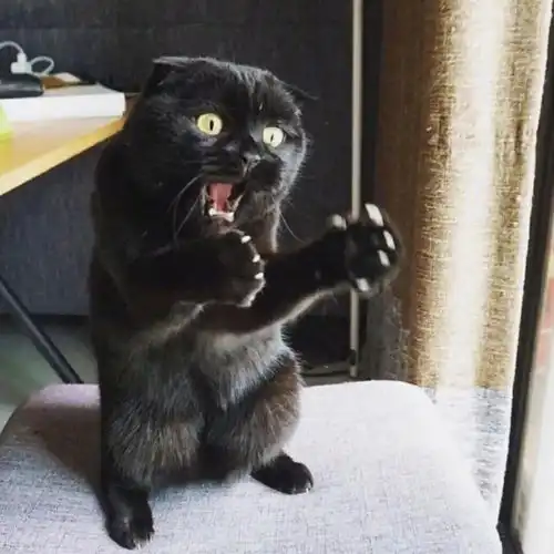 沙雕猫咪手办魔性又骚气口罩猫收益还将捐给武汉
