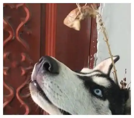 主人故意搞怪,在二哈头上拴了块肉,二哈你在逗我玩呢
