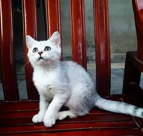 英短猫咪