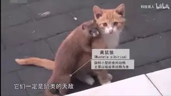 致命女人的剧情,原来我小学就看过了躺倒大自然第12期
