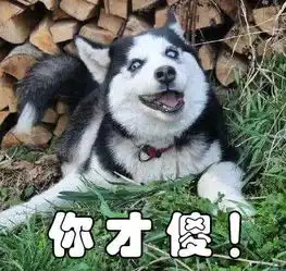 面对这些宠物的拆家本领,哈士奇都看呆了,二哈在下甘拜下风
