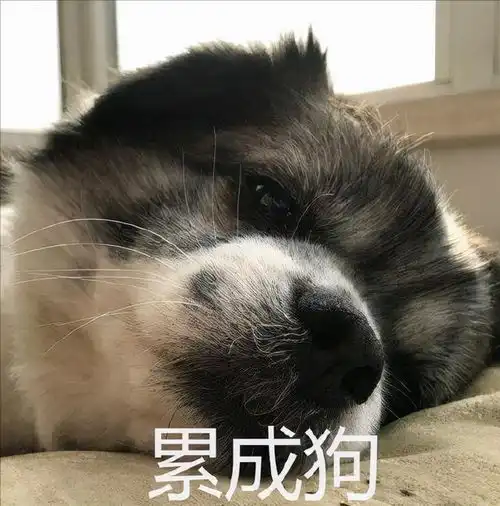 狗狗可爱表情包表情包