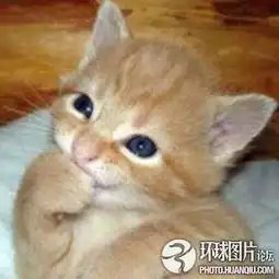死神中,第四刃乌尔奇奥拉是不是喜欢井上一护喜欢的是露琪亚么真子平子是不是喜欢日世里
