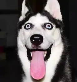 哈士奇跟这群狗狗羞羞后生出一堆奇葩犬
