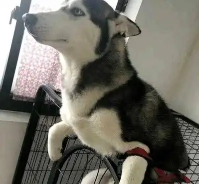 狗狗想从笼子里越狱,却惨遭狗生滑铁卢,看到姿势主人憋不住笑
