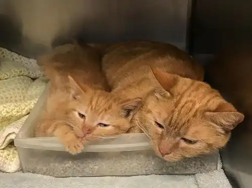 母猫想爬树叼走4只小猫,却被男子扔石子赶走,3周后带病见到孩子

