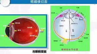 眼镜店从业必需的眼视光知识涵盖眼球近视远视散光弱视由高级验光师讲解
