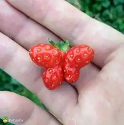 今天很可惜的与五百万擦肩而过,...哈哈.mx
