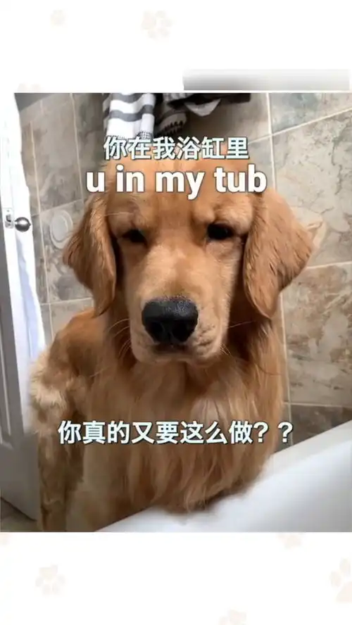 搞笑动物大金毛请你从我的浴缸里出来
