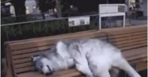 二哈瘫软在公园的沙发上,二哈累成狗过路的人看着二哈笑喷
