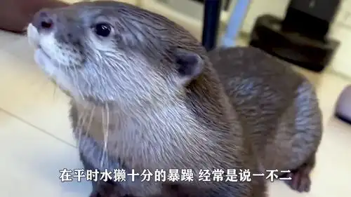 水獭非要抱着猫咪才睡觉,不然就会失眠,这画面也太搞笑了
