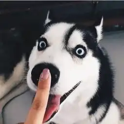 二哈赖床不起,主人掀开二哈被子,当场就笑喷了
