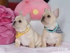 图精品纯种健康,英国斗牛犬,法国斗牛犬,签活体协议成都宠物狗
