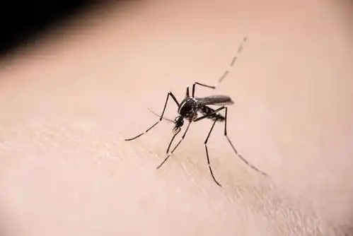 挠痒预警秋后蚊子猛如虎为什么蚊子包还分小号中号大号
