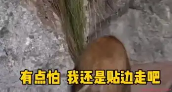 小野猪误闯玻璃栈道后秒怂什么情况现场照片曝光实在太搞笑了
