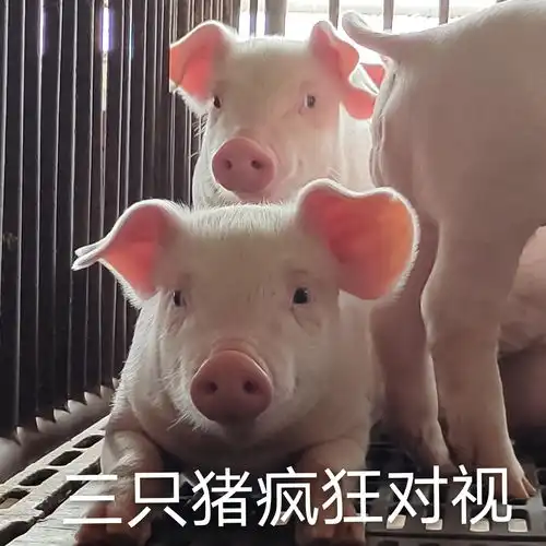 三只猪疯狂对视可爱小动物表情包
