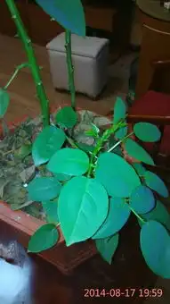 求植物名称,带图片
