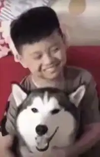 哈士奇纯不纯,就看它蠢不蠢
