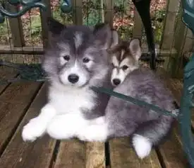 斗牛犬表情包哈士奇