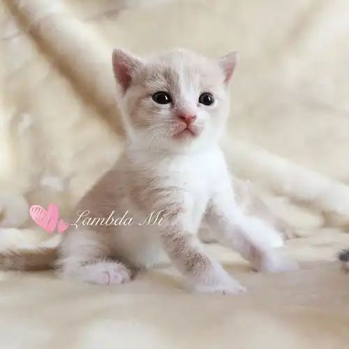 坐标宁波花色英短小可爱
