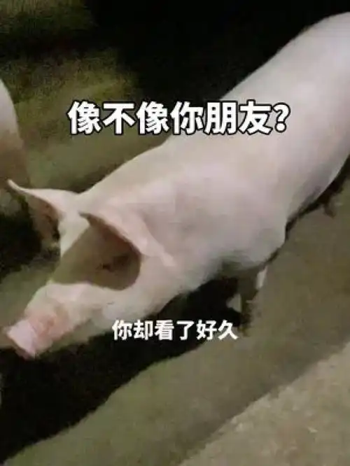 在学员家遇到一个像不像你哪个朋友可以遇见一个很像你的人猪事顺利搞笑猪搞笑视频
