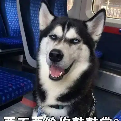二哈头像搞笑图片杨祐宁