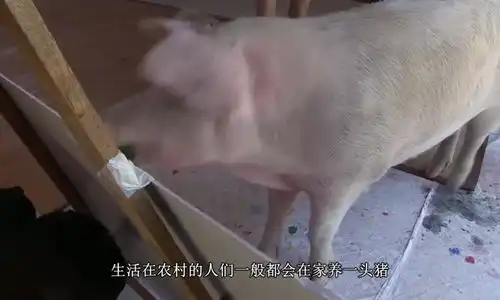 狗外国人是这么杀猪的,几秒钟一个,感觉比中国轻松多了
