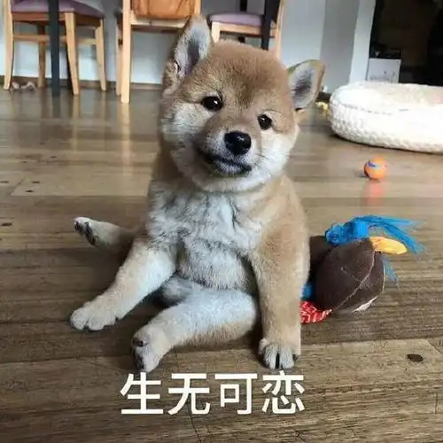搞笑gif段子小猫咪就挺突然的,现在想起来脑瓜子都是懵的
