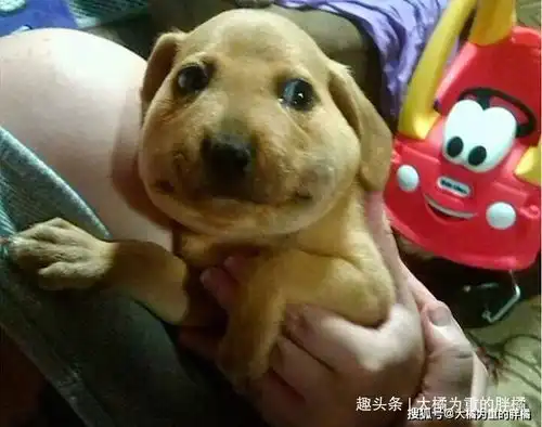 完了卡壳了,兄弟快拉我一把狗狗搞笑照片让你笑不停
