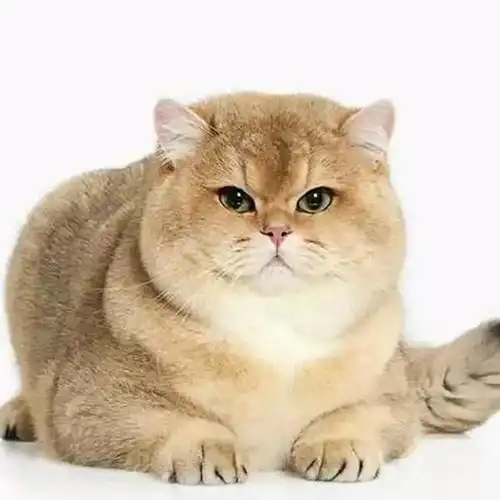 公猫得了猫杯状病毒好了以后给别的母猫配种会不会传染